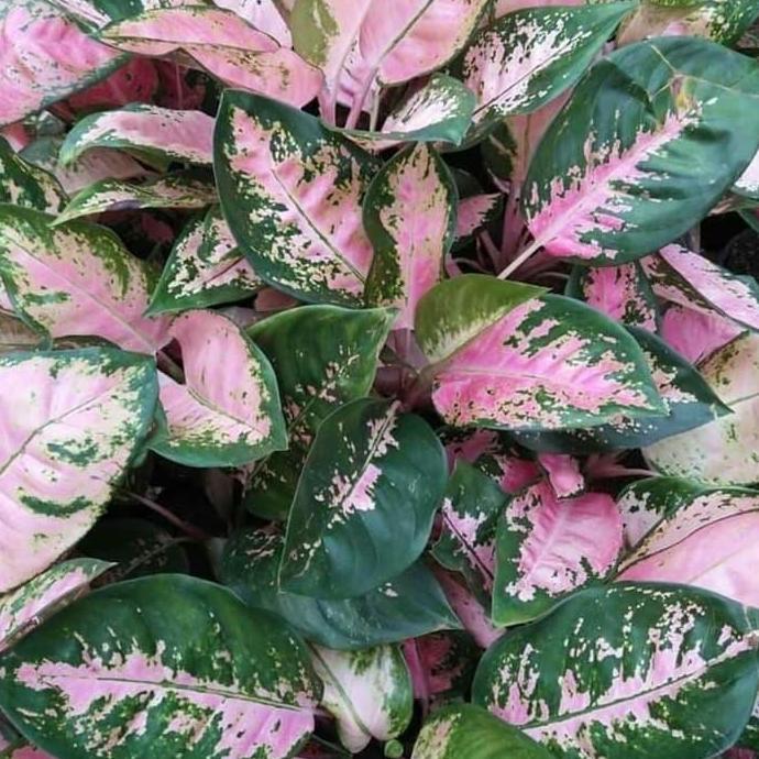 Tanaman Hias Aglonema Kochin-Aglonema Kochin Pink