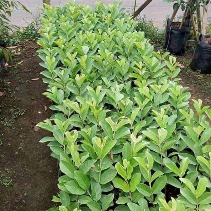 PAKET 4 jenis bibit jambu air madu deli,madu merah,kingrose,kristal