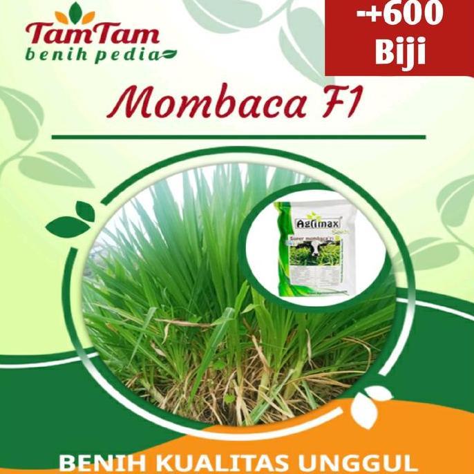 Agrimax Benih Mombaca F1 Panicum Maximum Pakan Ternak Sapi/Kambing (600biji)