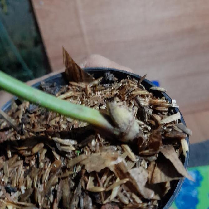 philodendron atabapoense x billietiae