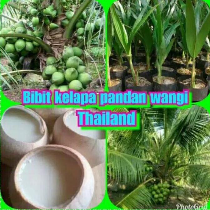 Bibit Tanaman Kelapa Pandan Wangi Thailand
