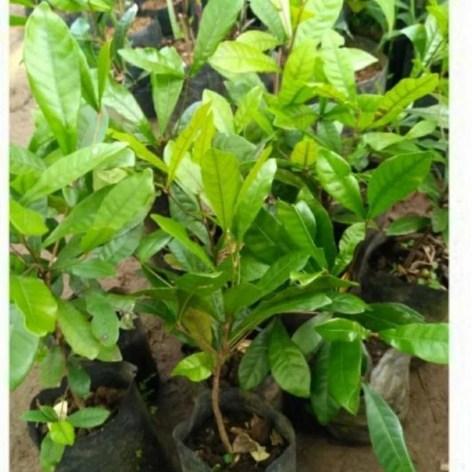 bibit pohon miracle fruit buah ajaib