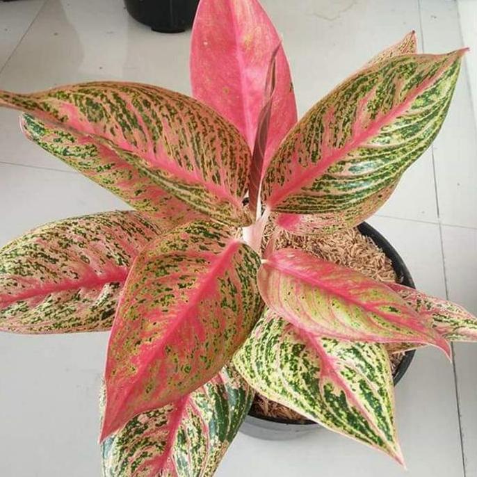 bibit bunga aglonema red legacy legaci import