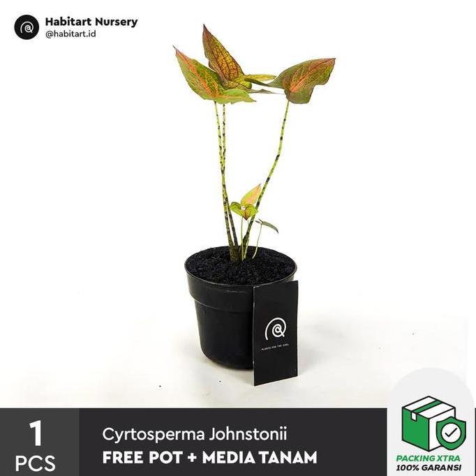 Cyrtosperma johnstonii / Tanaman Hias / Indoor Plant