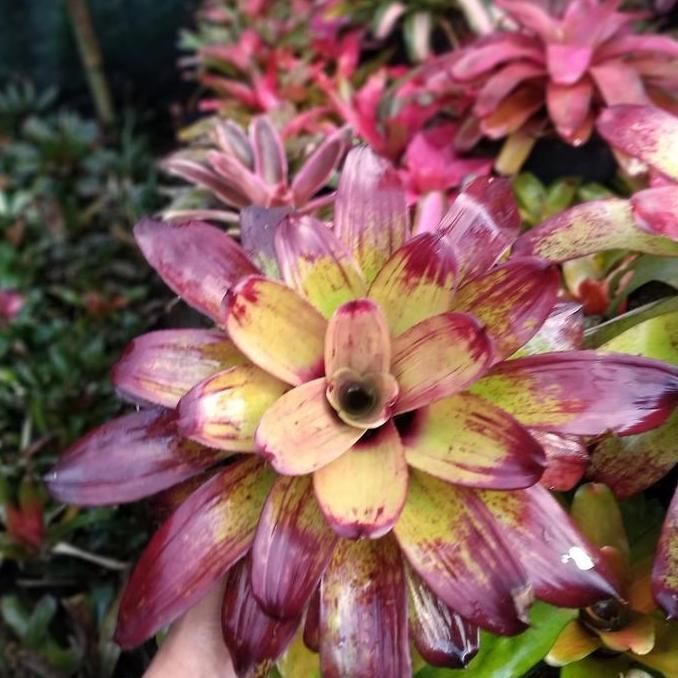 bromelia manila black