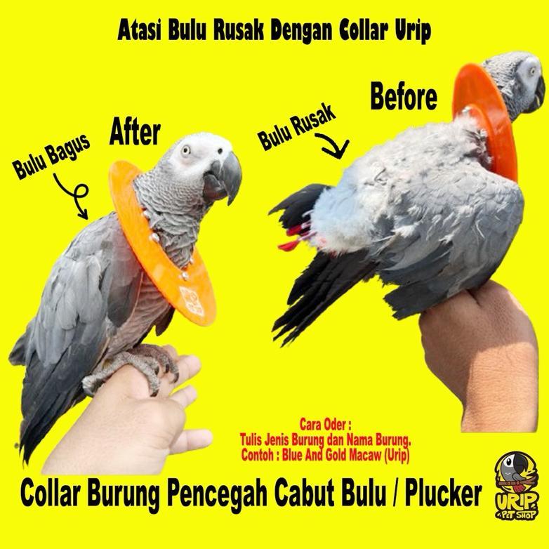 Collar Burung Parrot Mencegah Cabut Bulu / Plucker Kakatua Afgrey Macaw dll aksesoris hewan