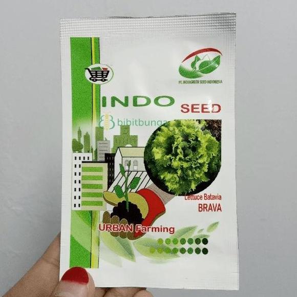 Benih Bibit Selada Keriting BRAVA Batavia Lettuce Indoseed Hidroponik