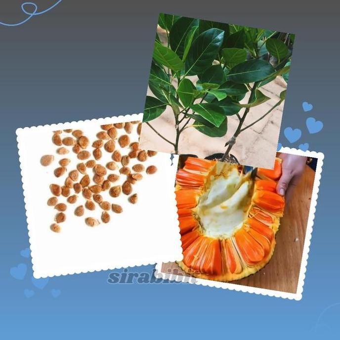 Benih Nangka Merah Thailand Model Okulasi Terkini - Berkualitas Tinggi