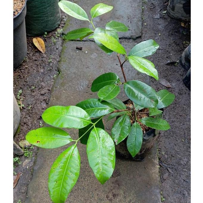 Tanaman Langka Jambu Irian Bira Papua