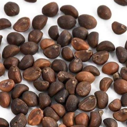 ( 1 Kg ) Benih Biji Kangkung Darat | Kangkung Cabut Curah | Microgreens