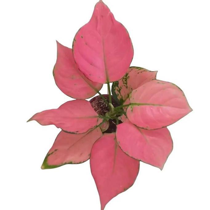 Benih bunga aglonema pink Katrina
