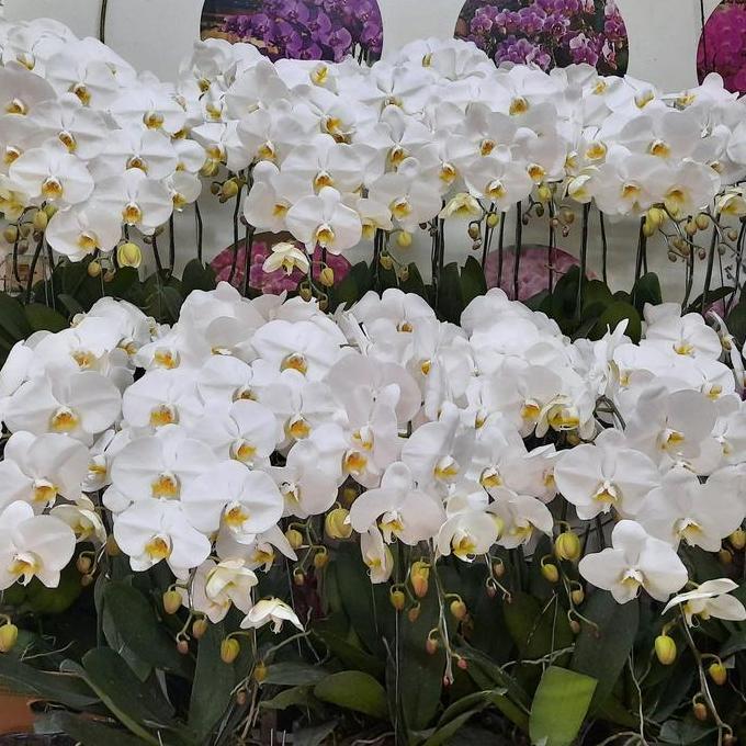 Bunga Anggrek Bulan Premium Eka Karya 1 pohon (pot plastik/polybag)