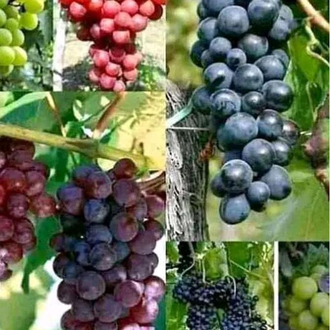 Tokojlterang5 Paket 3 Bibit Anggur Siap Tanam Cepat Berbuah {3 Varian 3 Jenis} TUMBUHAN