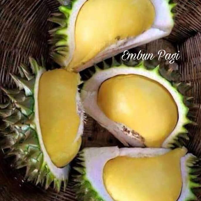 Bibit Buah Durian Karatungan Langka Asli Kalimantan HALAL