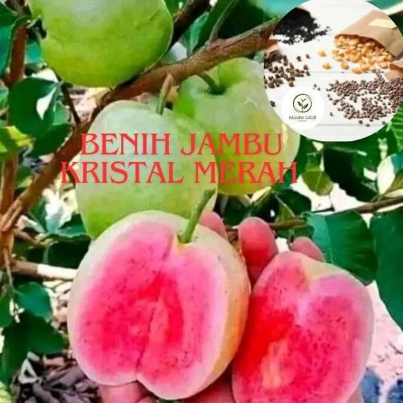 BENIH TANAMAN JAMBU KRISTAL MERAH TANPA BIJI SUPER PREMIUM DENGAN KUALITAS TERBAIK ( bbt jambu krist