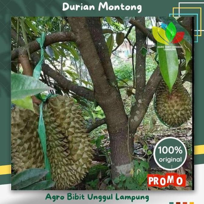 Bibit Durian Montong Asli Tanaman Okulasi Cepat Berbuah Pohon bibit  durian  montong  cepat  berbuah