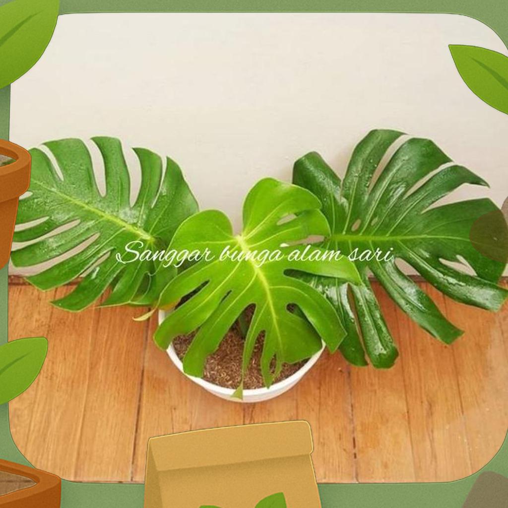 Tanaman Hias Monstera Delicosa / Brazil + Pot Puti