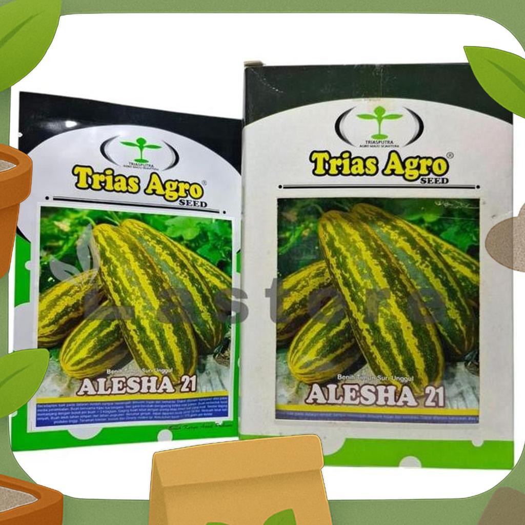 Benih Timun Suri Loreng Alesha 21 Isi 10 Gram Trias Agro Seed