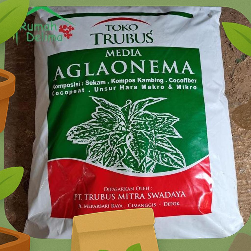 Media Tanam Aglonema Trubus Siap Pakai