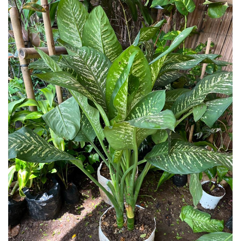 tanaman indoor outdoor blanceng zebra // tanaman srirejeki zebra ukuran besar Termurah