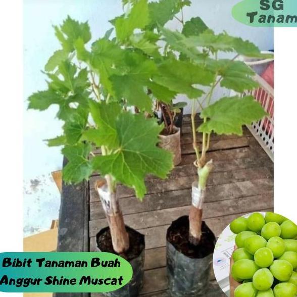 PROMO BIBIT ANGGUR IMPORT SHINE MUSCAT SUPER UNGGUL bibit anggur tanpa biji bibit anggur hijau