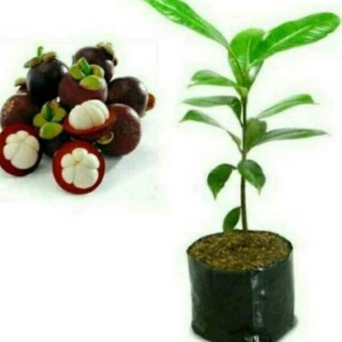 bibit manggis tanpa biji