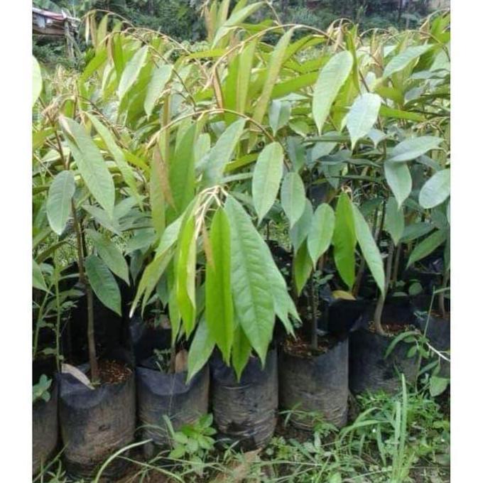 Bibit Tanaman Buah Durian Matahari