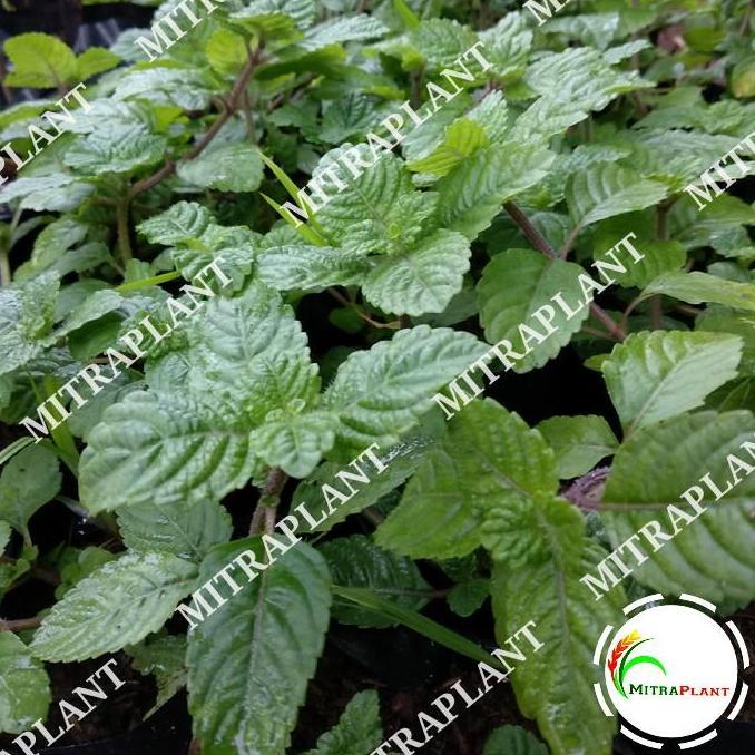 Bibit Pohon Cincau Hitam - Tanaman Daun Cincau Hitam Janggelan