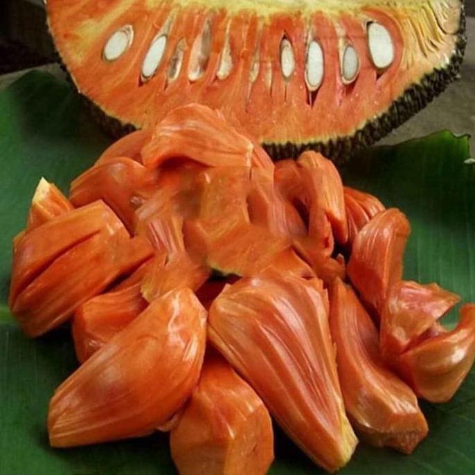 Bibit NANGKA MADU MERAH JUMBO siap BERBUAH