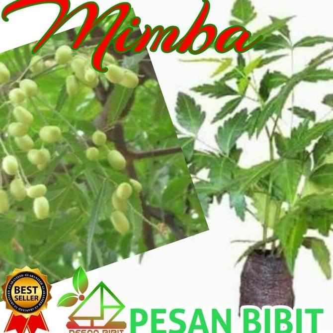 BIBIT POHON MIMBA