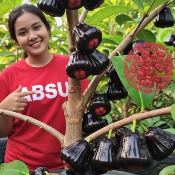 Bibit Jambu air hitam Black guava