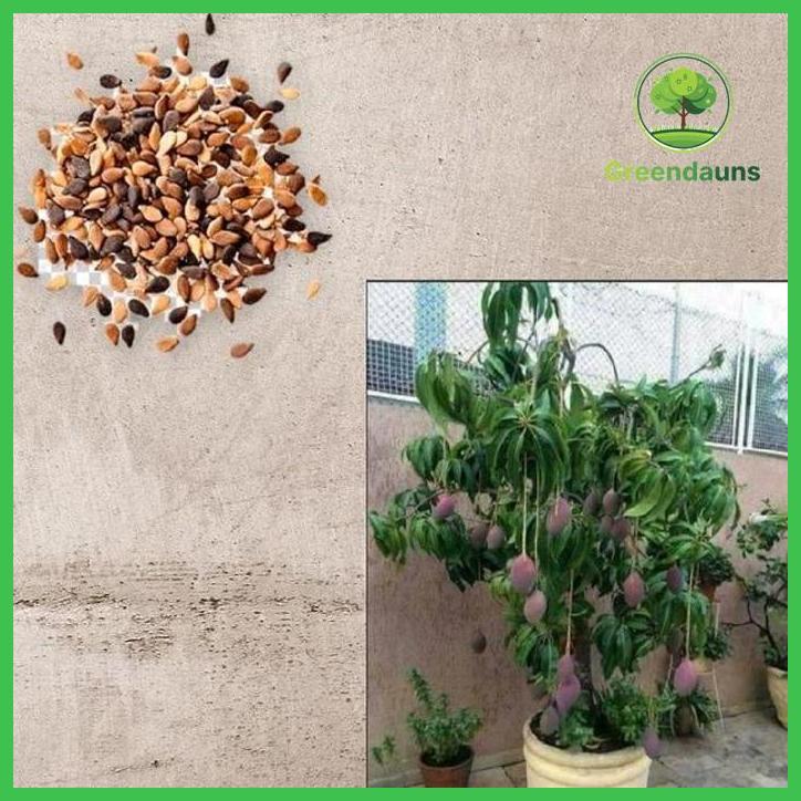 MANGGA IRWIN  OKULASI - DAUN RIMBUN - BUAH UNGU MANIS - SUPER GENJAH TAMAN TANAMANA BIBIT PEKARANGAN