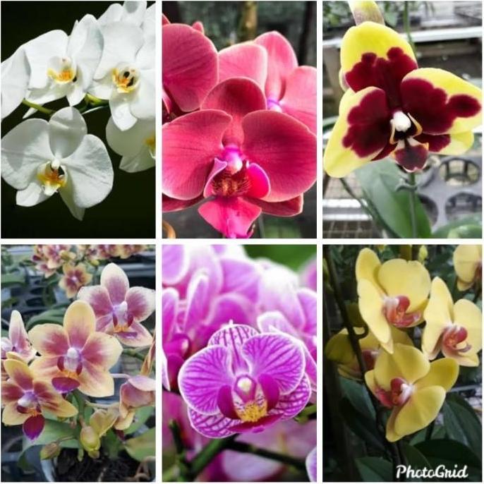 New- bibit bunga anggrek bulan warna mix dalam botol