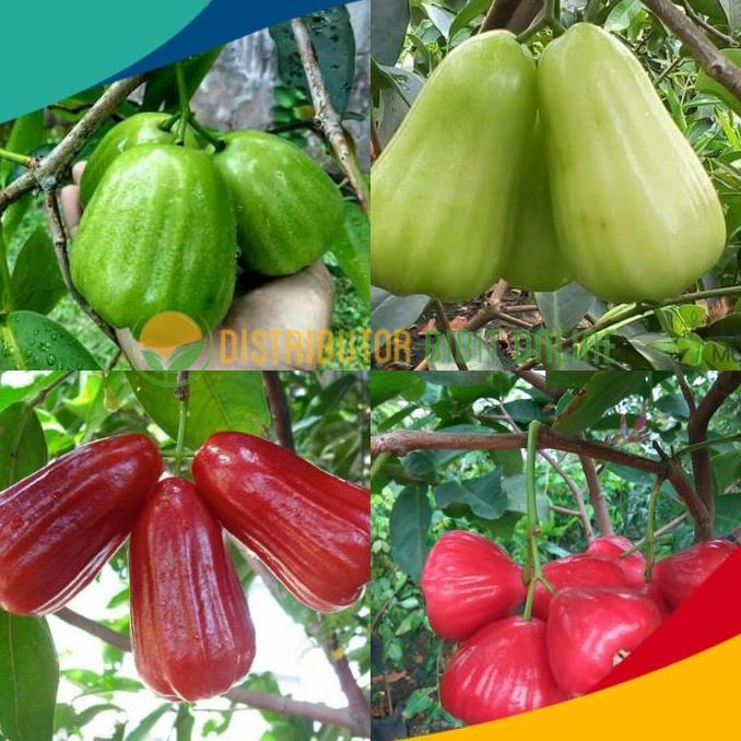 New- Paket isi 4 bibit jambu air ( kiojok, TSG, red taiwan, kusuma merah )