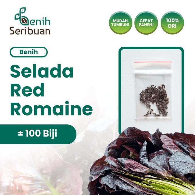 100 Benih Selada Red Romaine Merah Bibit Sayuran Lettuce Romain Super