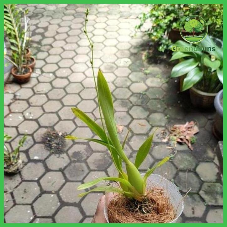 ANGGREK ONCIDIUM GOLDEN SHOWER - BUNGA HIAS ANGGREK ONCIDIUM - BUNGA HIDUP TAMAN TANAMANA BIBIT PEKA