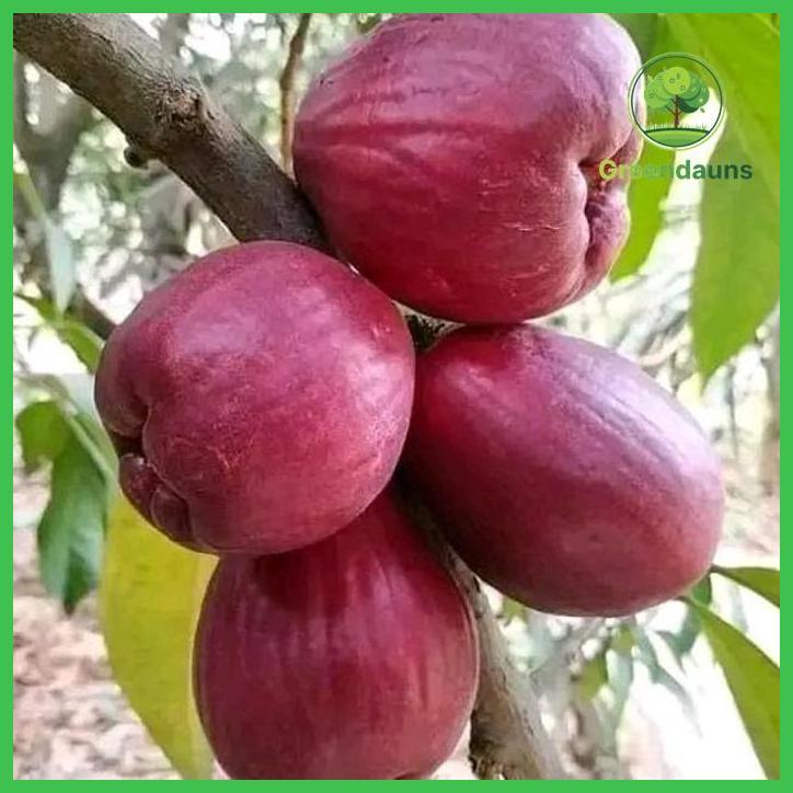 BIBIT TANAMAN JAMBU DERSONO/JAMAIKA CANGKOK SUPER TAMAN TANAMANA BIBIT PEKARANGAN HIASAN BUAH BUNGA