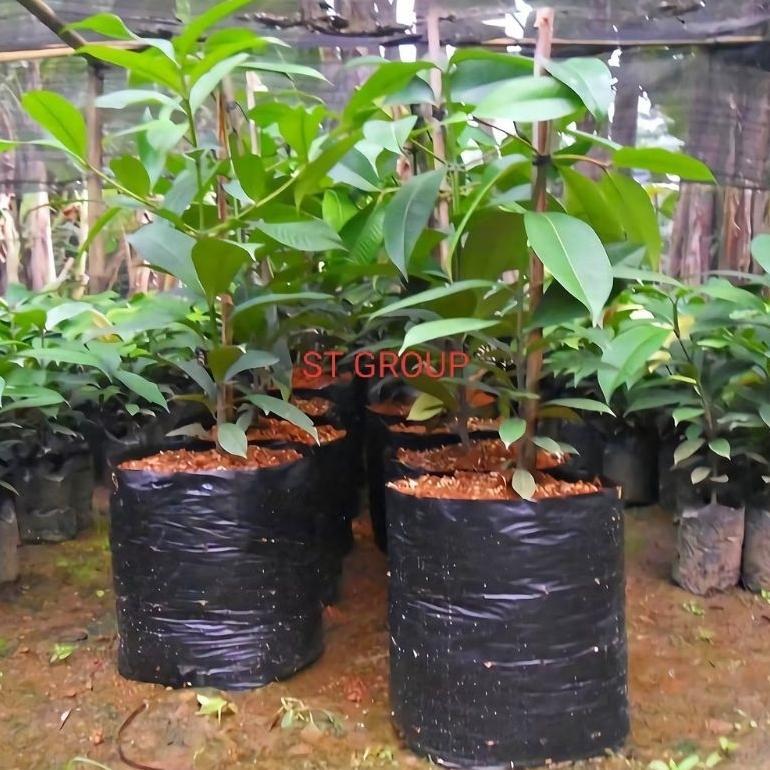 Bisa Cod Polybag Tanaman 40 X 40 Cm Isi 50 Pcs Polibag Pelastik Untuk Media Tanam ||