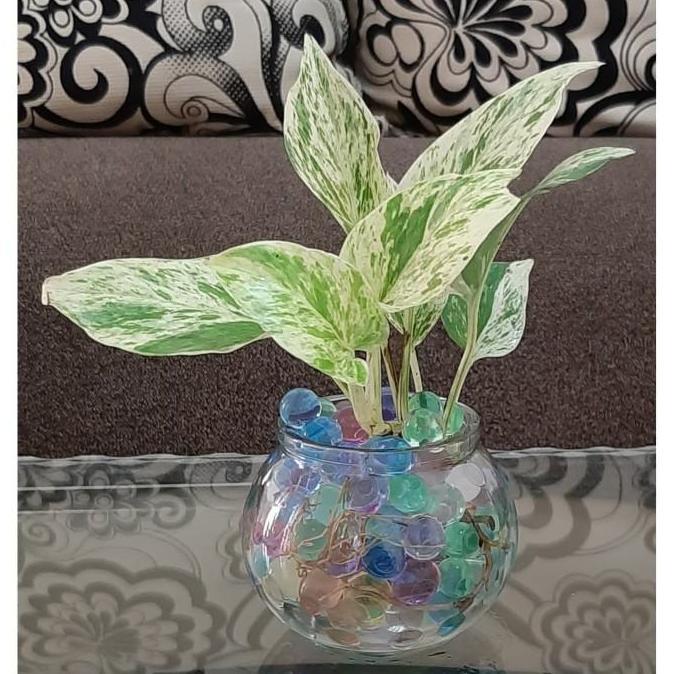 Best- Tanaman air pot kaca
