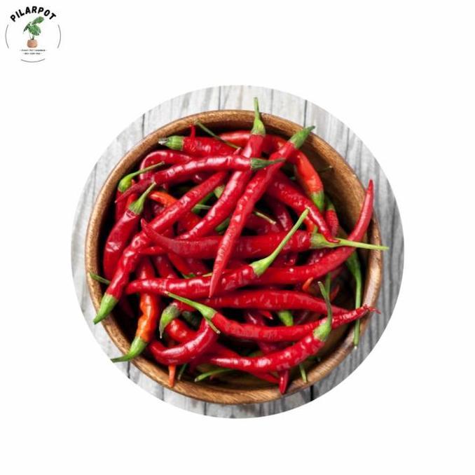 Lansungkirim- Benih Bibit Cabe Keriting Pm 999 F1 Cap Panah Merah - Cabai Pm 999 F1