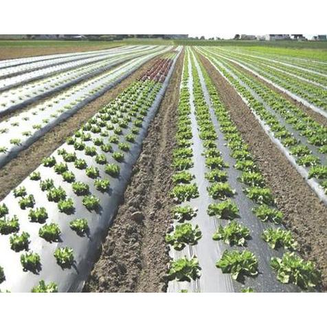 Grdn- Mulsa Hitam Perak 1 Roll 9Kg / Plastik Mulsa Hitam Perak Mulsa Silver