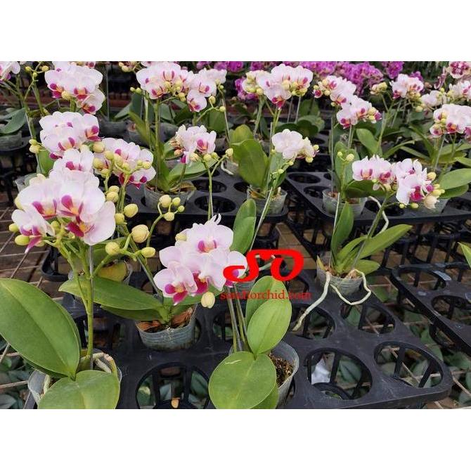 Flwr- Anggrek Bulan Mini Putih Lidah Merah