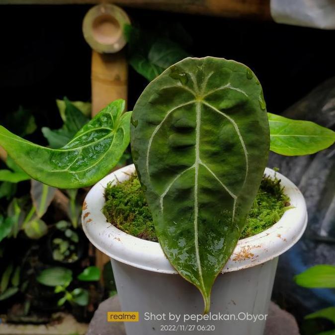 TERLARIS Anthurium Forgetii white strip / Velvet mask READY STOCK