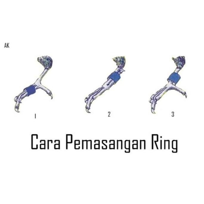 Britis- Rantai Rante Ring Borgol Kaki Burung Love Bird Betet Parkit Lovebird
