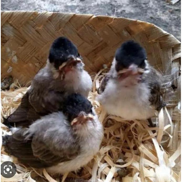 TERBARU - Burung kutilang anak pilihan jatim