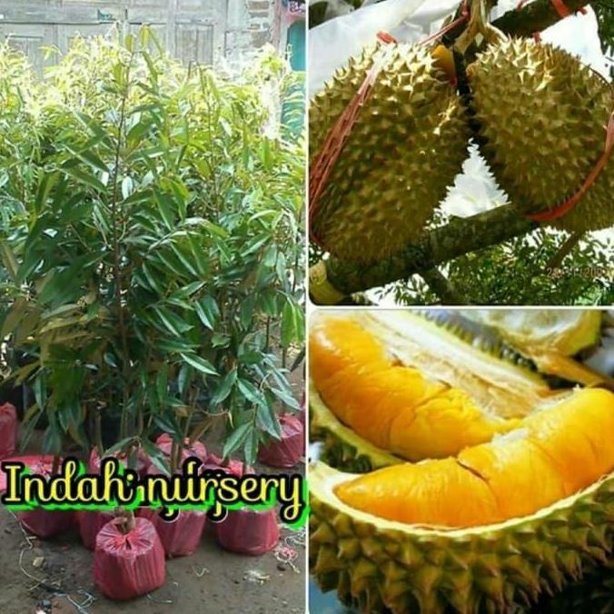 bibit buah durian Musang King- musangking Malaysia asli dijamin super HALAL
