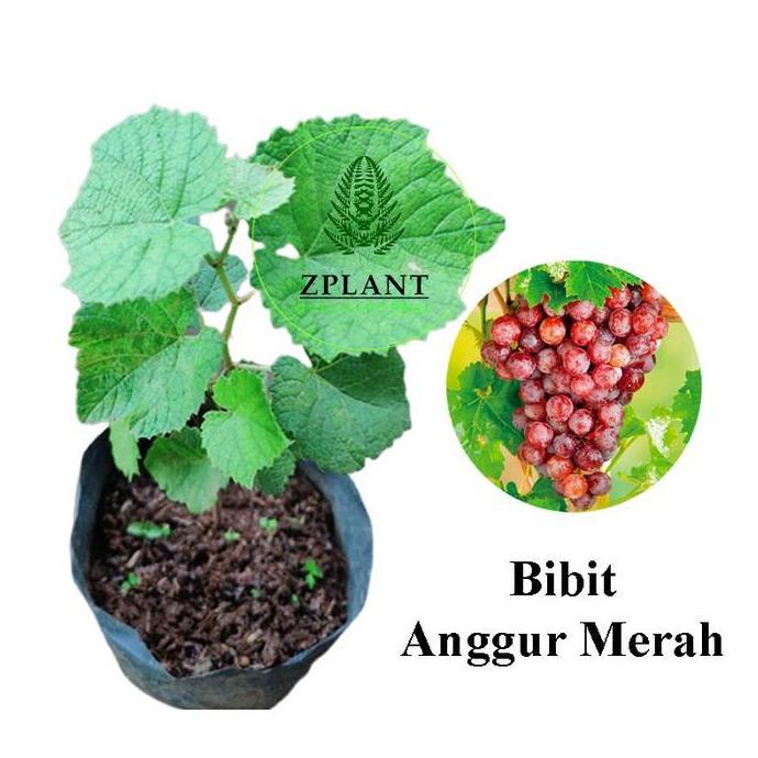 Bibit Anggur Merah Red Prince - Pohon Buah Anggur Merah JAMIN HALAL