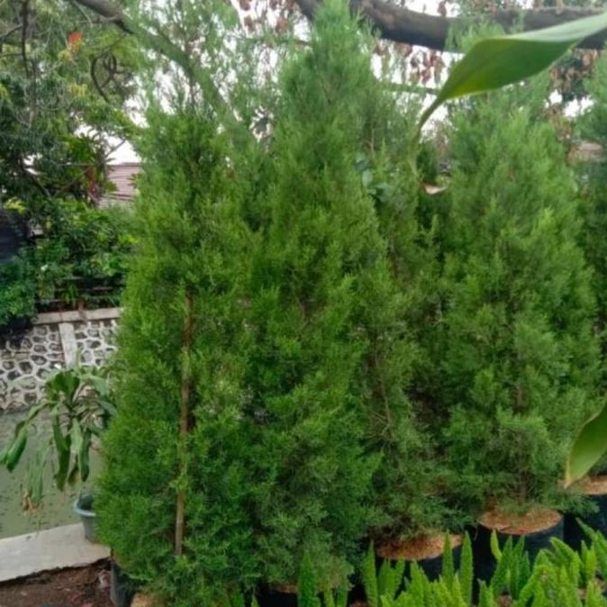 pohon cemara wangi / cemara natal