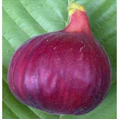 POHON Bibit Pohon Tin Jenis Red Palestine Buah dan Besar | JAMIN HALAL