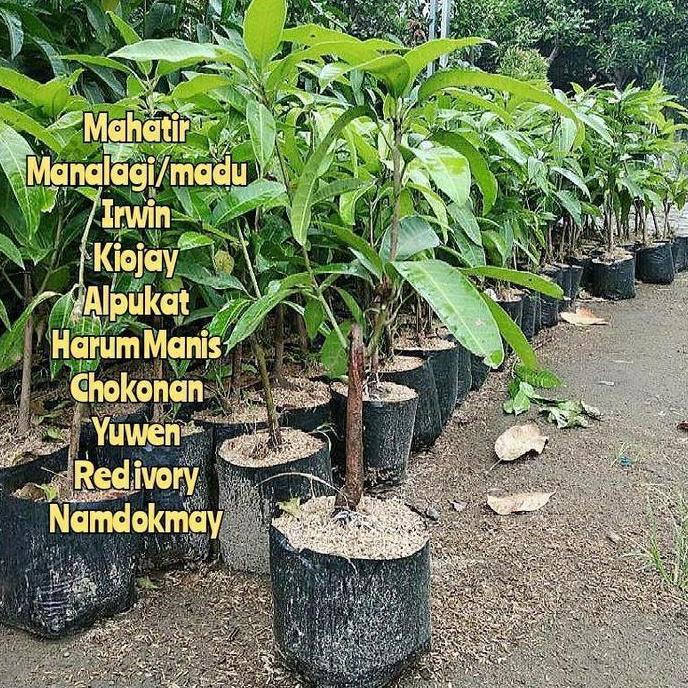 KWALITAS TERBAIK Ready Bibit Mangga Kombinasi (1 pohon bisa berbuah 2 BISA BERBUAH DI POT